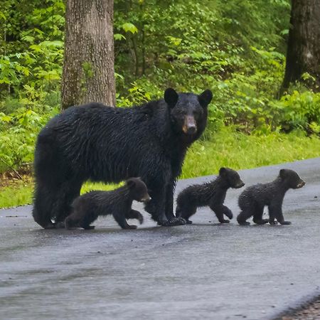 세비어빌 Bear End 빌라 외부 사진